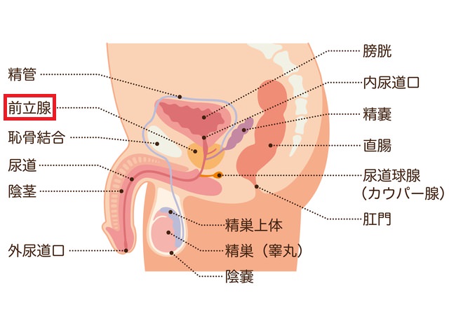 【医者が解説】前立腺マッサージは実は医療行為！？●●を見つける大事な検査だった！？