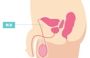 妊活中に男性が取り組むべきこと～禁欲期間と精子の質の関係性～ | ワンモア・ベイビー・ラボ