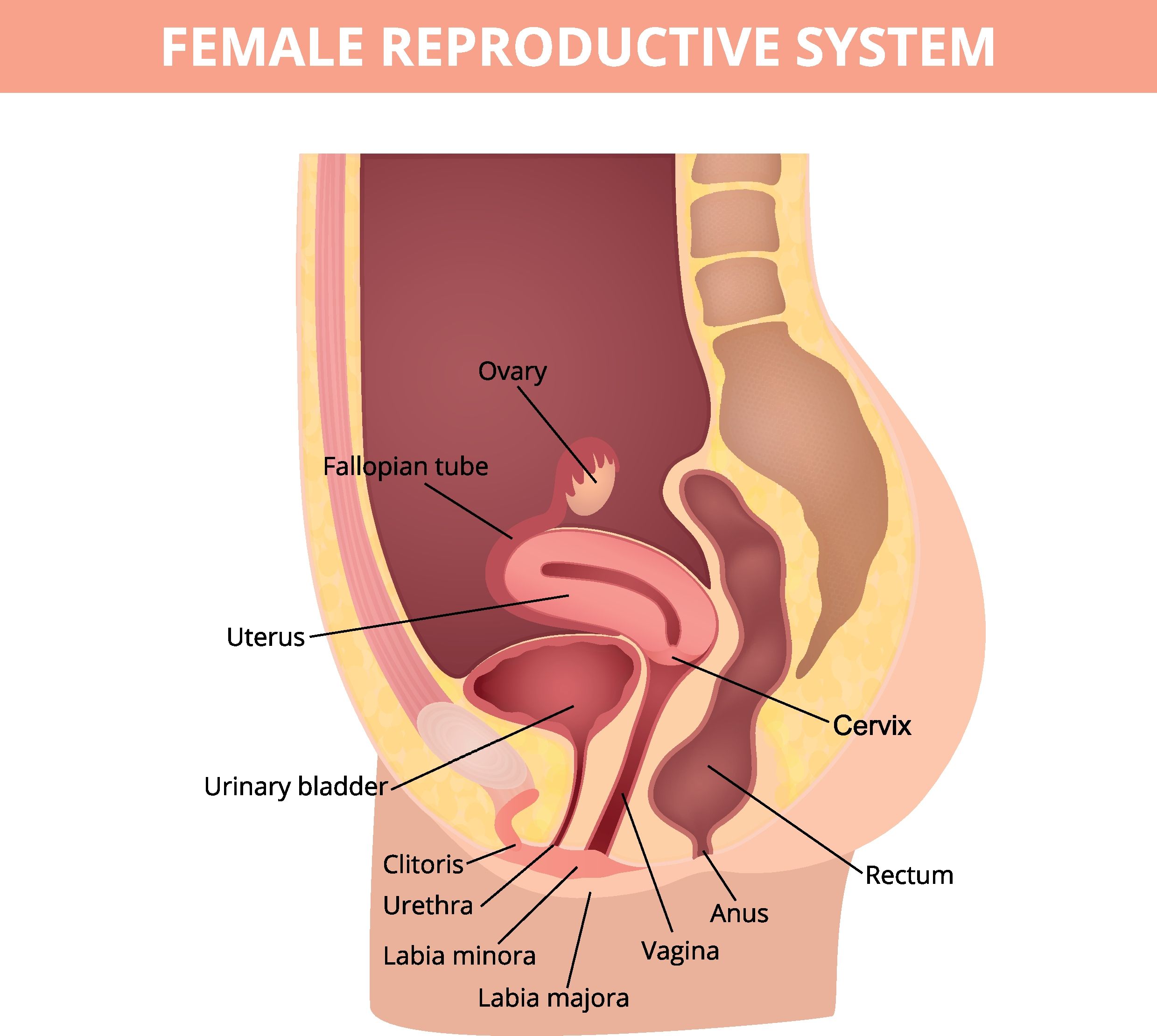 女性が最も感じやすい性感帯、クリトリスへの愛撫方法や注意点