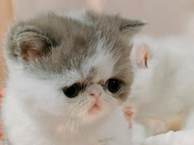 かわいいお顔も台無し！？愛猫の「ぶちゃいく顔」エピソードに爆笑♡｜ねこのきもちWEB MAGAZINE