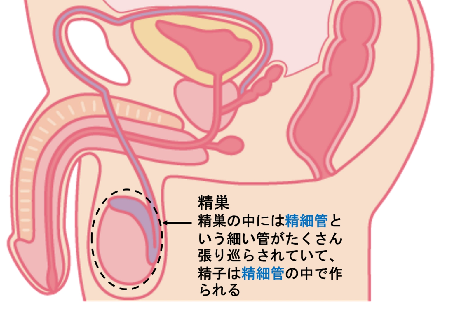 最高に気持ちいい大量射精のやり方ガイド】あなたもきっとできる！｜風じゃマガジン