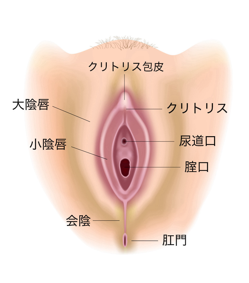 クリトリス構造をAV女優と一緒に医学的観点から解説 – メンズ形成外科