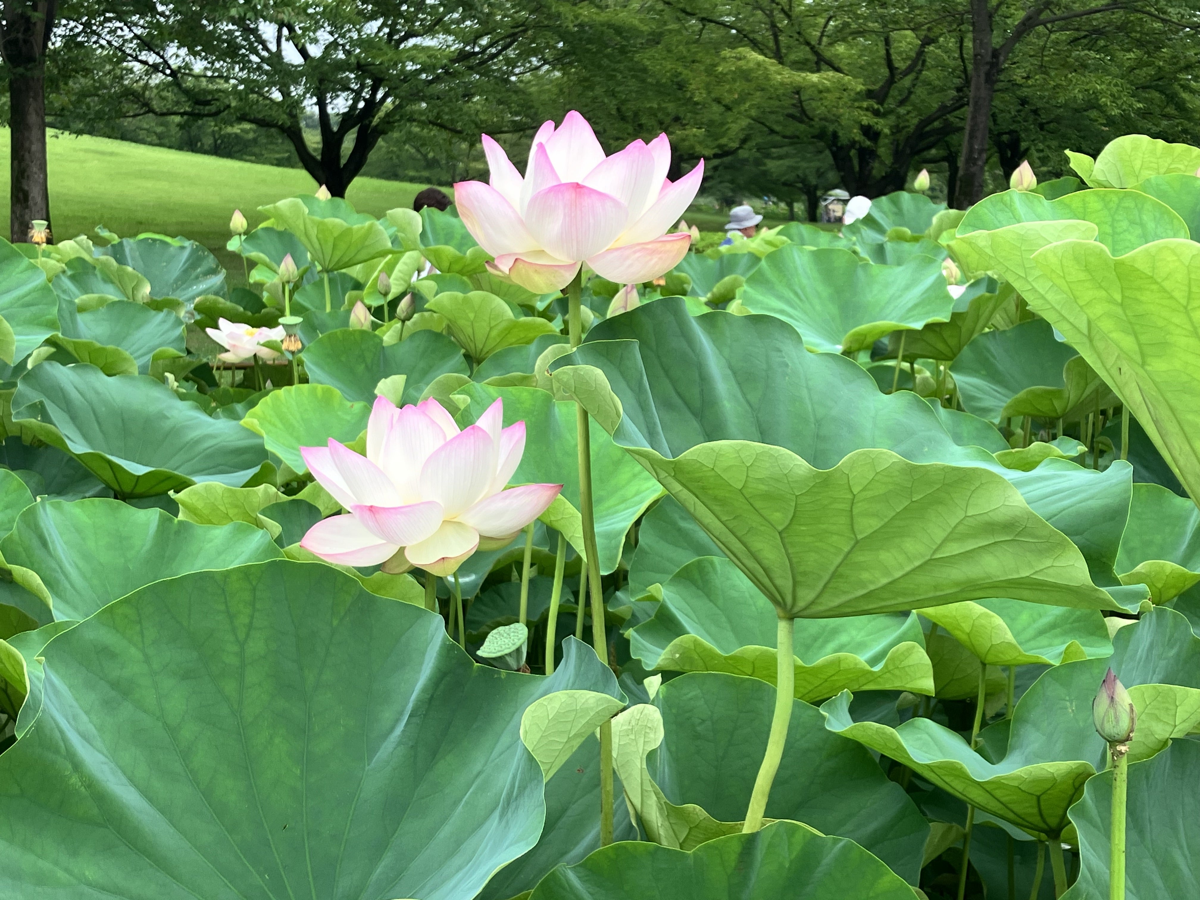 博多座で人気ミュージカル／宝塚月組、８月１日から | 博多座で人気ミュージカル／宝塚歌劇団のミュージカル「ＭＥ