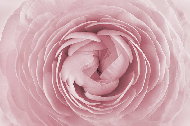 About Us | Silk Rose