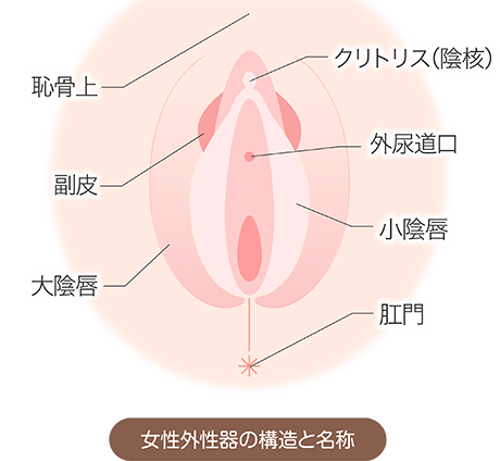 まんこ図解徹底イラスト解説【女性器・処女膜・クリトリス】 | セクテクサイト