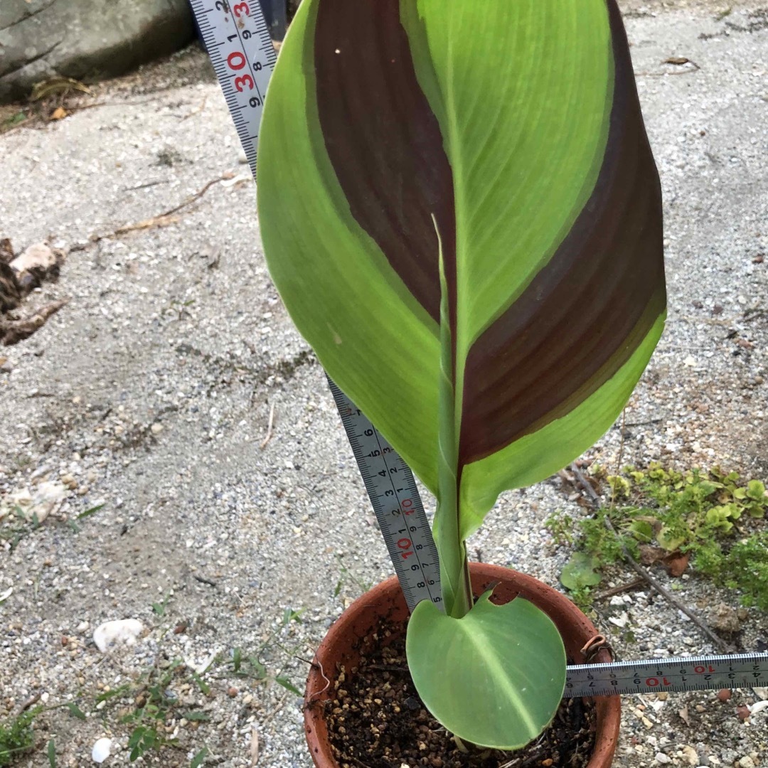 Canna 'Cleopatra' | Plant Delights