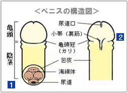 セルフフェラのやり方を伝授！3つのステップと後押しグッズでいつでも最高の気持ちよさ！ | Trip-Partner[トリップパートナー]