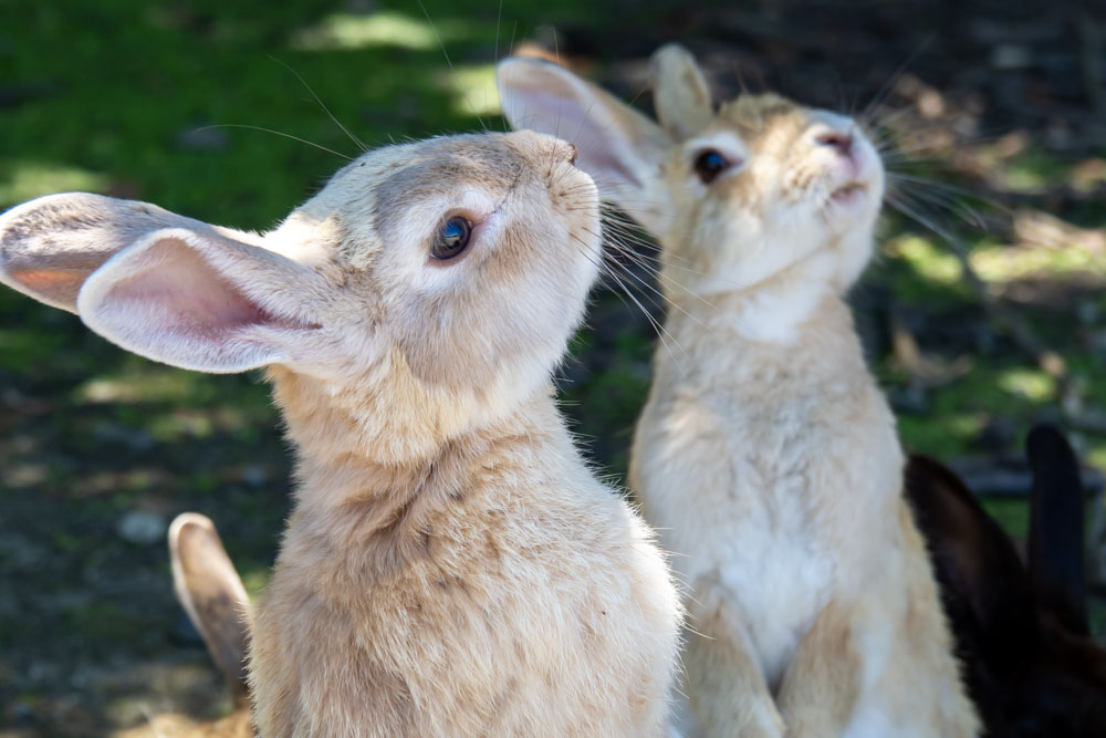 三宮駅(神戸市営)周辺でうさぎを診療している動物病院 20件【動物病院の口コミ・写真多数】 | EPARKペットライフ