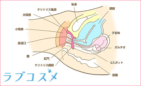 クリトリス勃起とは？勃つ理由とやり方 - 夜の保健室