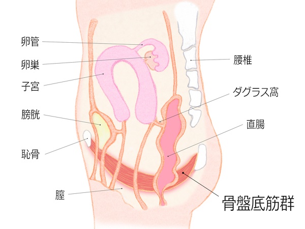 膣の締まりが悪いと感じたら？【医師監修】腟圧低下をセルフチェック！原因や膣トレ方法も紹介（ハルメク365）｜ｄメニューニュース（NTTドコモ）