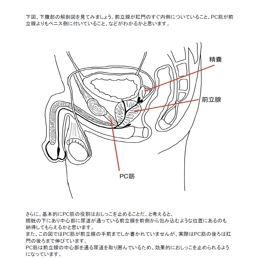 前立腺マッサージとはどんなプレイ？ 風俗エステ嬢がやり方を詳細解説 | シンデレラグループ公式サイト