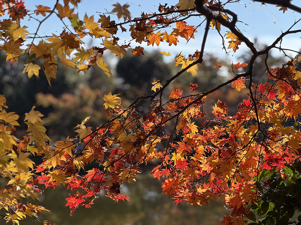 紅葉 週末のおすすめ情報 明治神宮外苑や嵐山で見頃シーズンに