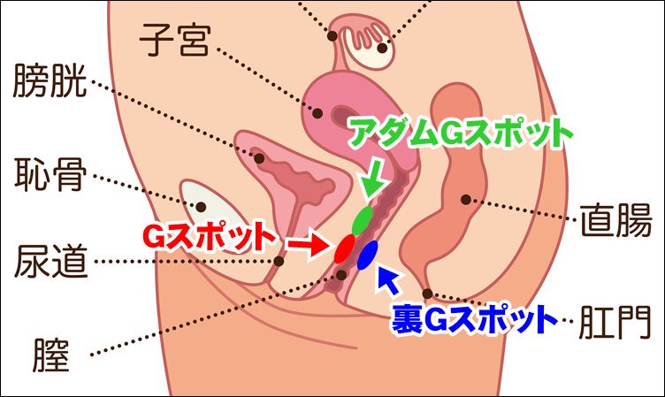 性感帯とは？女性の感じやすい場所や開発法 - 夜の保健室