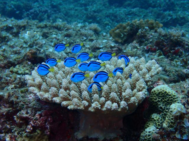 宮古島ダイビングショップ カピリナ | 琉球の島