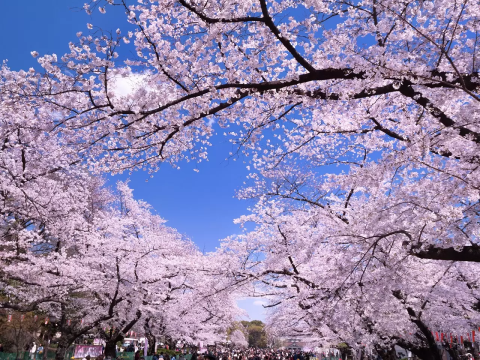 2024最新】上野のおしゃれなホテル10選！東京観光・お花見にもオススメ - 日本の観光メディアMATCHA