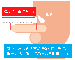 図録▽ペニス・サイズの国際比較