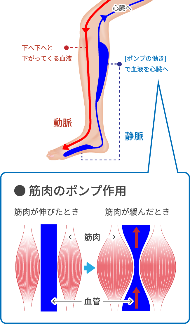 脚の血管守って健やか 動脈硬化を防ぐ6つの生活習慣 いつまでも歩けるための健足術（6） - 日本経済新聞