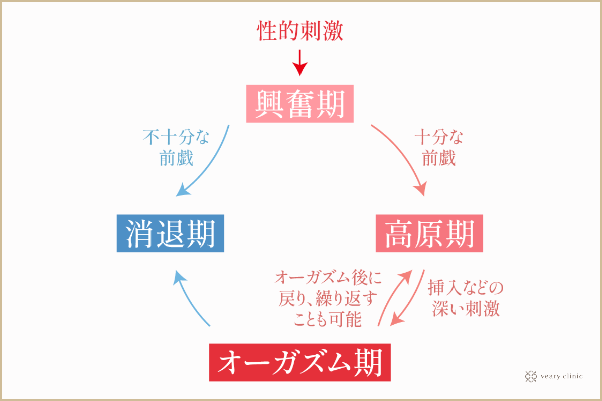 女性が感じる仕組みとは？オーガズムとスキーン腺の関係について解説 | コラム一覧｜  東京の婦人科形成・小陰唇縮小・婦人科形成（女性器形成）・包茎手術・膣ヒアルロン酸クリニック