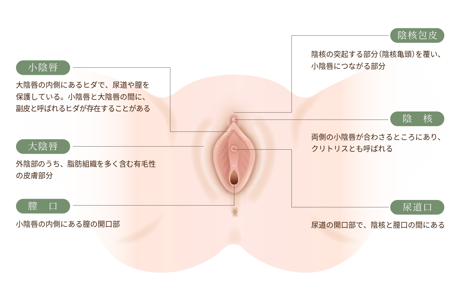 クリトリスの場所はどこ？女性○器の構造や役割をわかりやすく解説