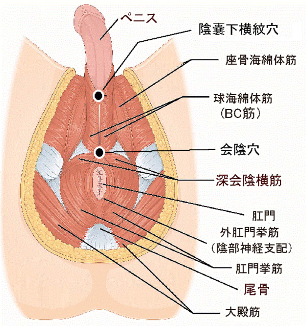 早漏改善・射精コントロールのチントレ方法【図解・動画】 | セクテクサイト