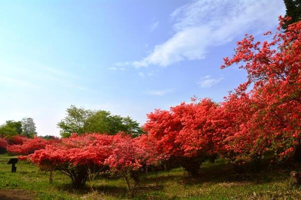 栃木県でお肉パーティ旅行に行ってきた！～南ヶ丘牧場／つつじ吊橋／殺生石／合歓林（ネムリン）オリエンタル／日光東照宮～: マウムン