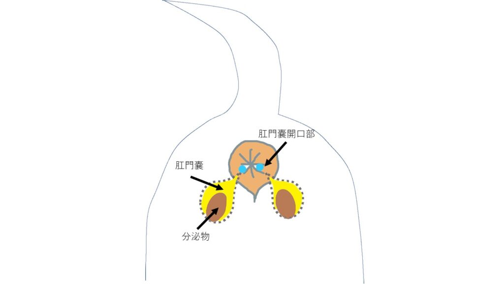 犬が頻繁におしりを舐める理由とは？考えられる病気と病院に行くべき異変のサインについて解説します！【獣医師監修】|ワンクォール