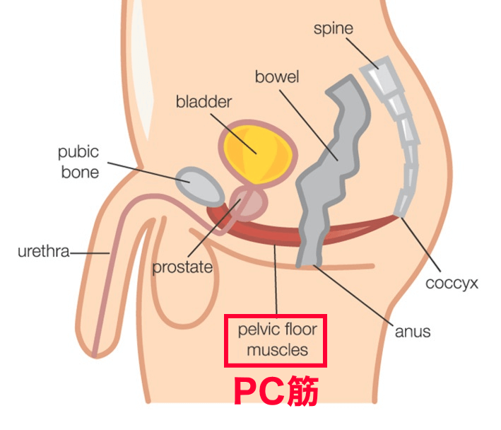 エビオス錠+亜鉛＝果たしてその効果とは？ - えんぶのホビログ