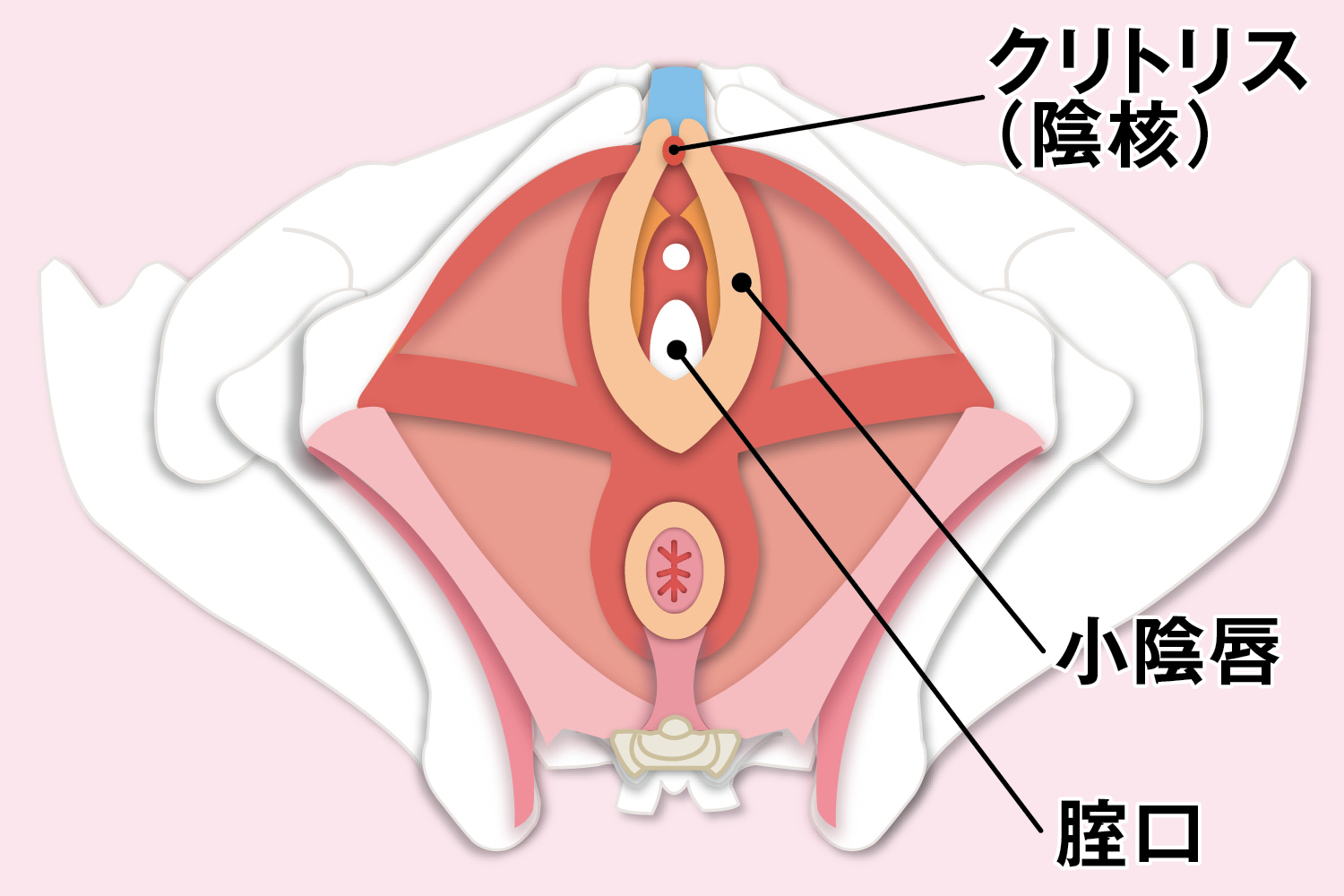 セックス中の尿意を感じる理由！我慢NG？ - 夜の保健室