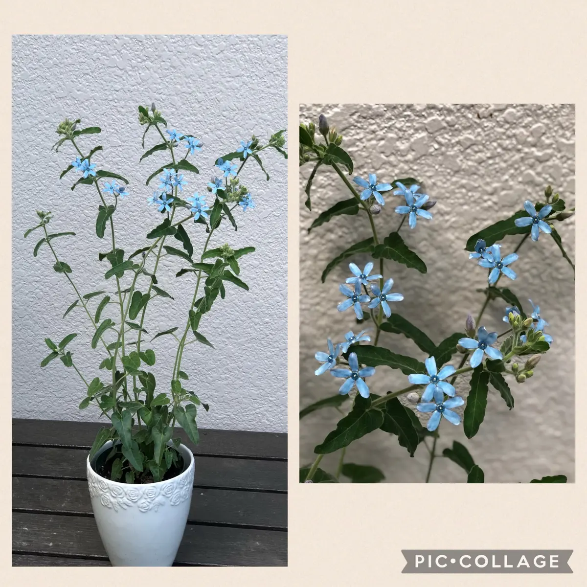 植花夢isikawaさんの園芸日記-みんなの趣味の園芸