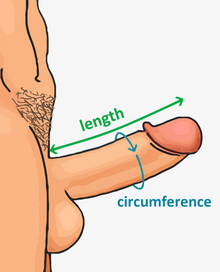 【ペニス図鑑】正しい測り方と硬さ・種類・長さ！