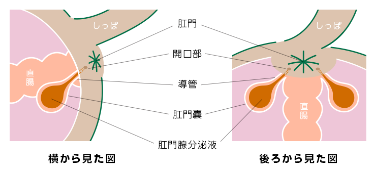 犬が頻繁におしりを舐める理由とは？考えられる病気と病院に行くべき異変のサインについて解説します！【獣医師監修】|ワンクォール