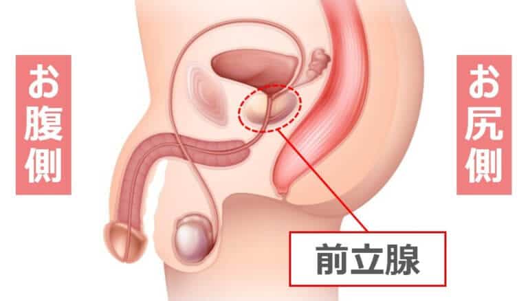 潮吹き確実】100％我慢出来ない亀頭責めやり方30選 | STERON