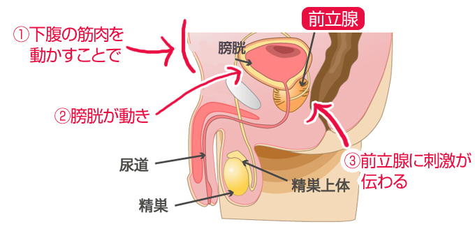 アナニー初心者のための快適な姿勢とは？ | ぴゅあらばSHOPマガジン –