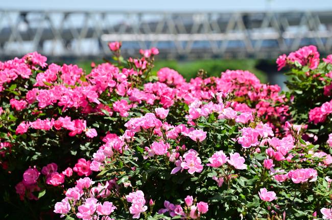 無料で楽しめる！東京とは思えない絶景が広がる“知る人ぞ知る”華やかローズガーデン｜るるぶ&more.