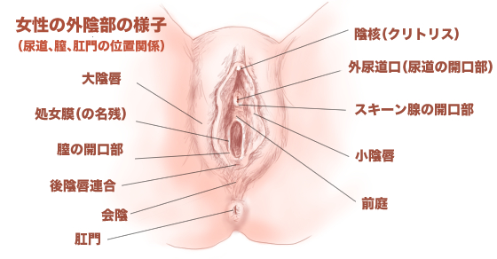 自分で入れる - SEXは騎乗位