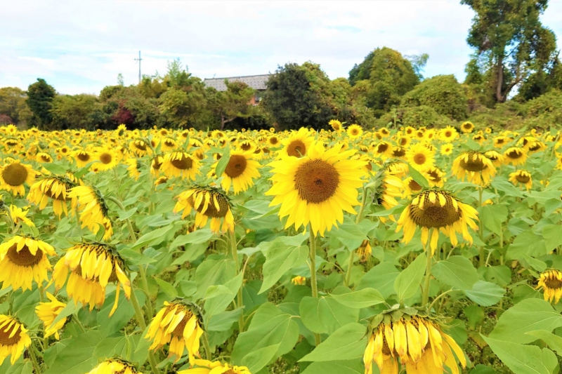 和歌山県ひだかエリア観光【公式】 (@hidakasanpo) • Instagram