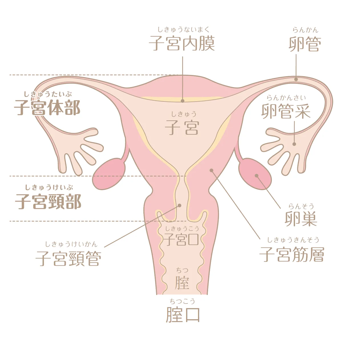 性交渉中に会陰部が切れるのはなぜ？予防法と治療法を女医が丁寧に解説！ –  港区、品川区の産婦人科で妊婦健診・産後ケア・避妊相談なら│海老根ウィメンズクリニック