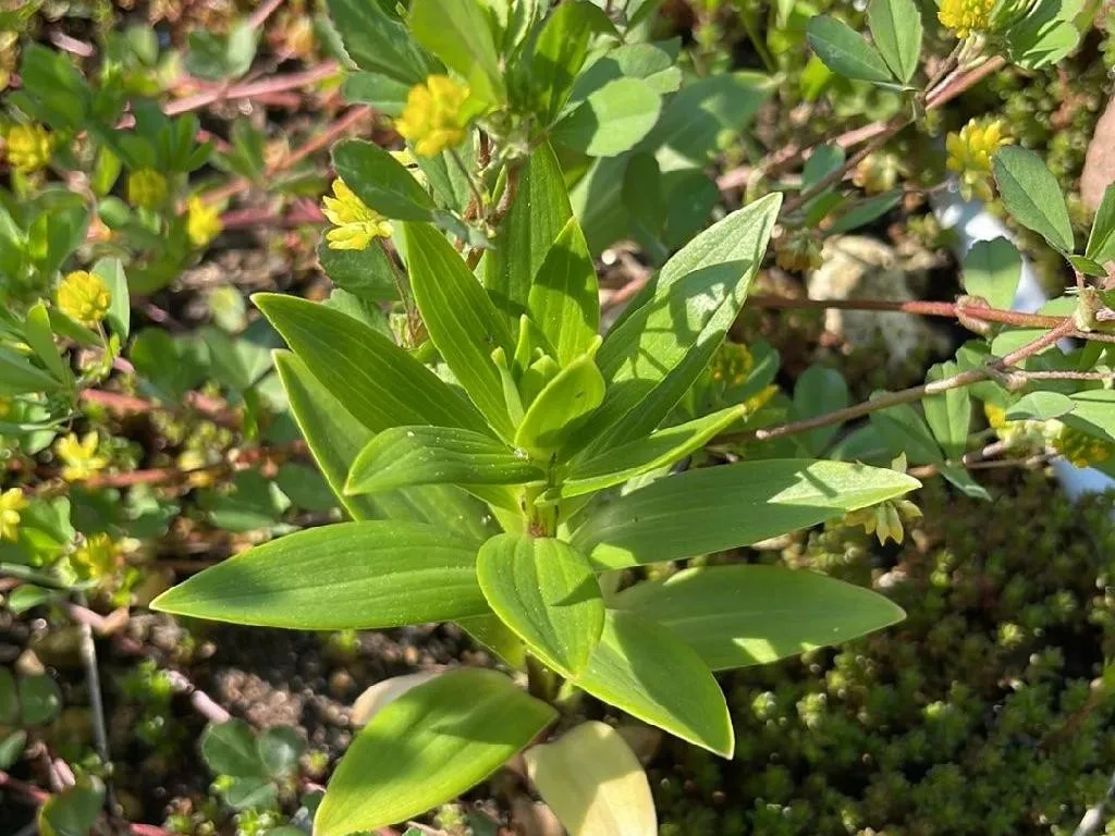 怖い意味の花言葉一覧｜「裏切り」や「死」などニュアンス別に紹介 | 観葉植物・お花の通販 AND PLANTS