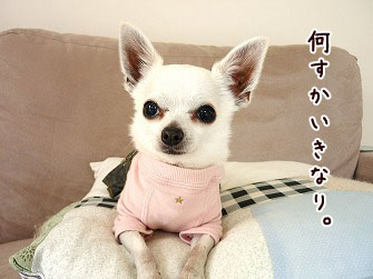 Chihuahuaの属性、似てるキャラ＆画像 - Character