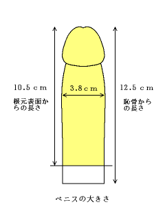 ペニスのサイズ比較