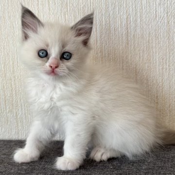 福岡県のラグドールの子猫を価格や特徴で探す|ペットショップ探すならpetmi