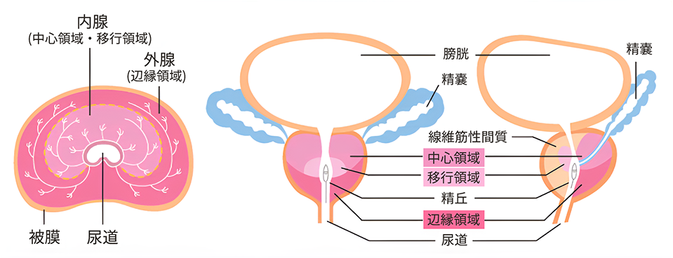 20%OFF】エネマグラを使って最高に気持ちいいお射精させてあげます -好意100%の小悪魔系後輩ちゃんに前立腺開発してもらう話- [アブソテリト]