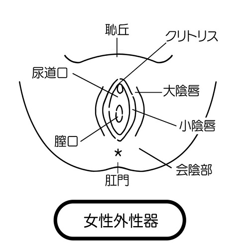 女性が感じる仕組みとは？オーガズムとスキーン腺の関係について解説 | コラム一覧｜  東京の婦人科形成・小陰唇縮小・婦人科形成（女性器形成）・包茎手術・膣ヒアルロン酸クリニック