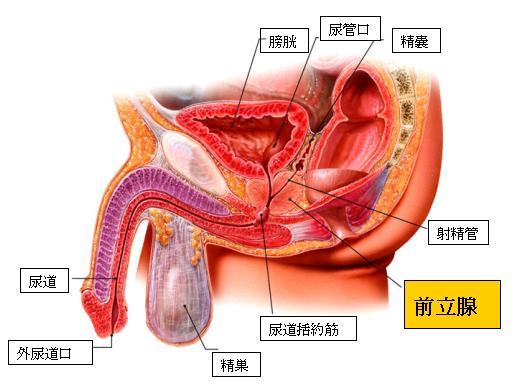 射精障害 | もっと知ってほしいがんと生活のこと