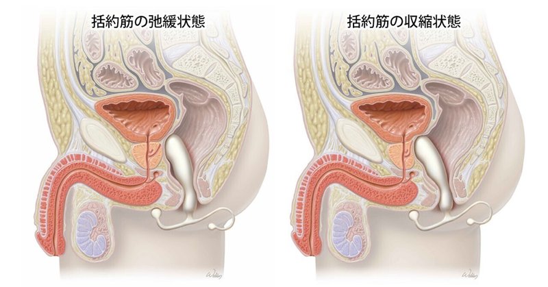 メンズエステと風俗の違いをわかりやすく解説 - 週刊エステコラム