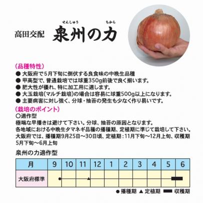 泉州たまねぎ プレミアム 1kg[大阪]長左エ門