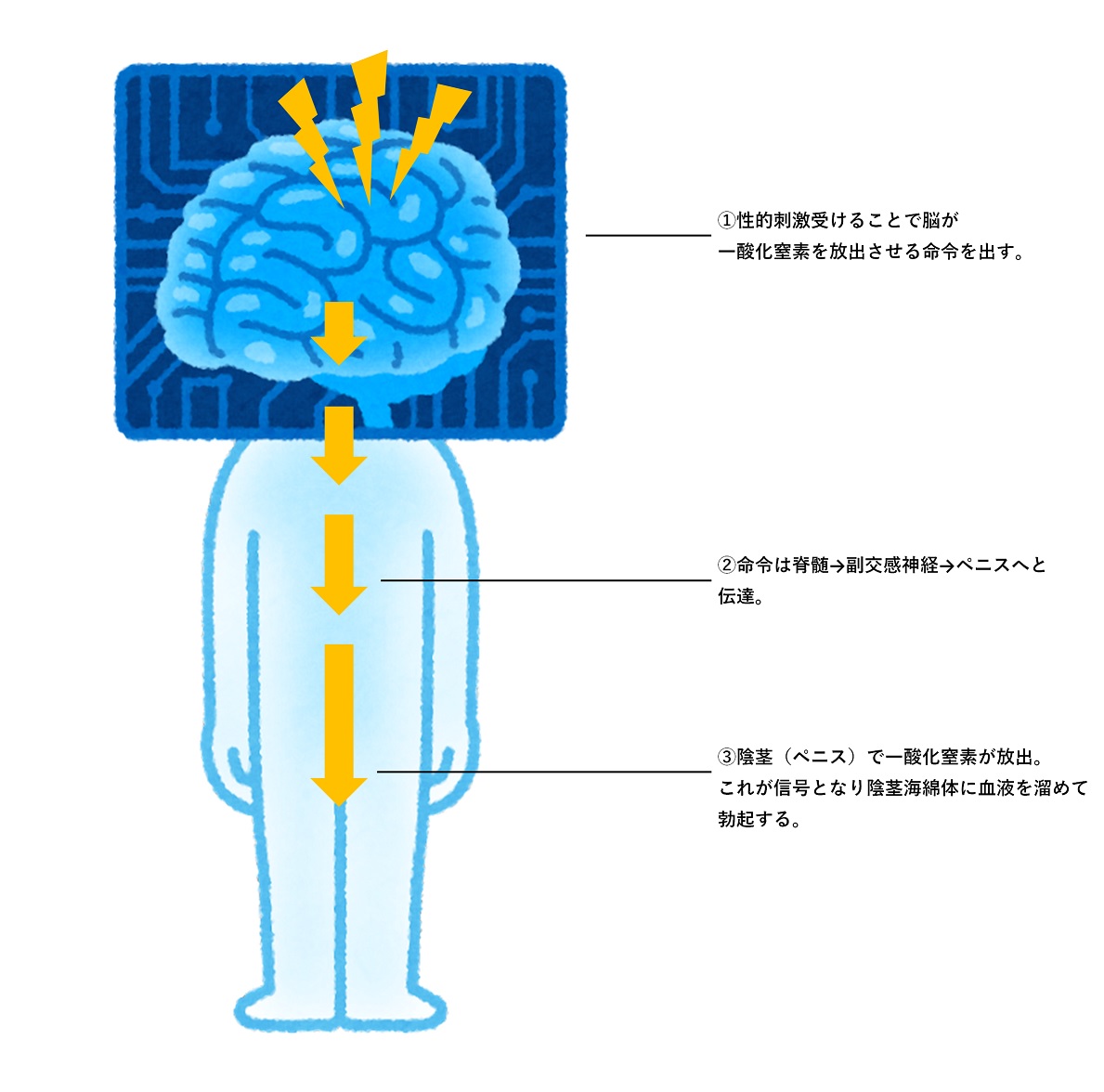 メスイキ｜メスイキ方法｜男のメスイキ｜ドライオーガズム～信長トイズまとめブログ