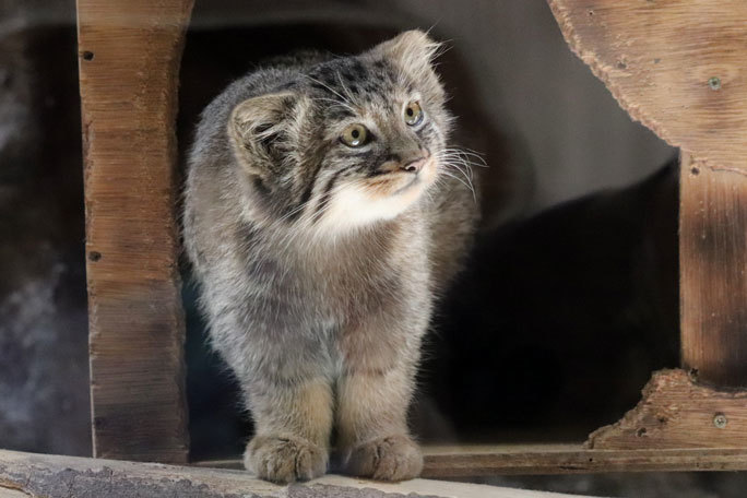 上野公園の猫たち | ねこの島