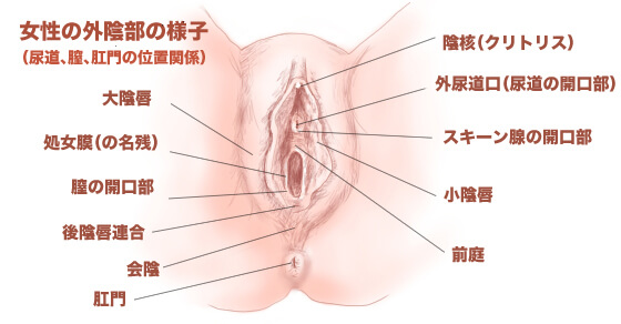 女性はオナニーしている？ イクためのやり方・グッズも紹介【医師監修】 ｜