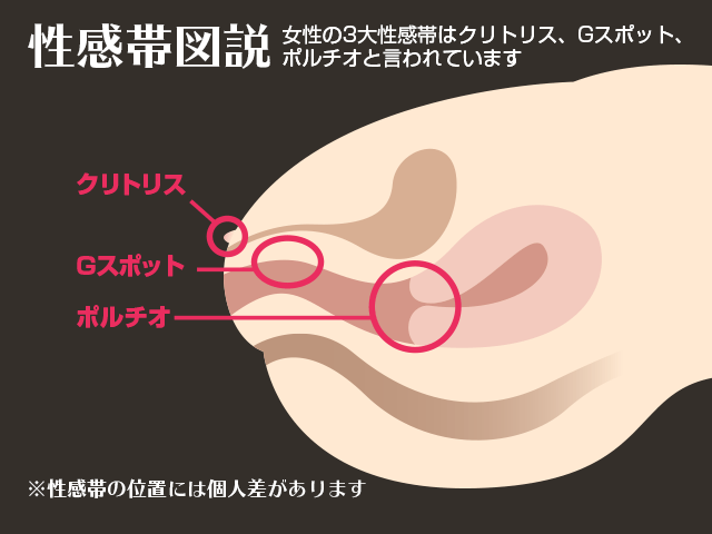 ポルチオ開発を海外の最新研究をもとに用いて詳しく解説【中イキ】｜裏垢男子で年収2000万